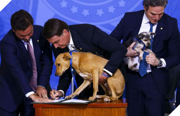 Chú chó số má nhất Brazil: Đại diện anh em bốn chân cả nước đi kí bộ luật cấm ngược đãi động vật với Tổng thống - Ảnh 4.