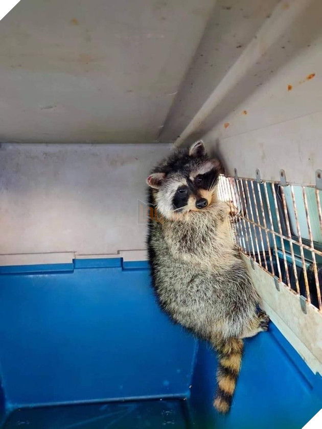  
Cận cảnh chú gấu mèo "vượt nửa vòng trái đất". (Ảnh: Voz)