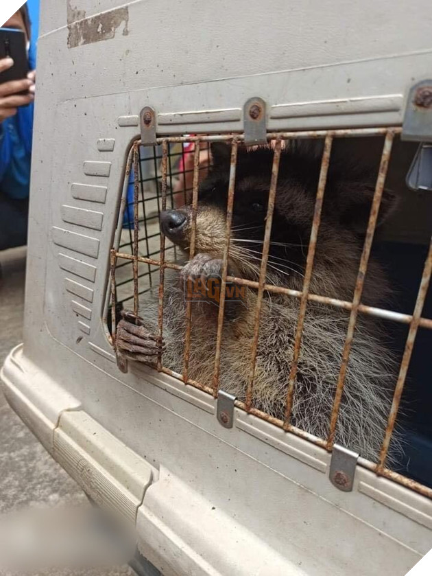  
Gấu mèo được "bế" đi sau khi phát hiện đang lẩn trốn trong container. (Ảnh: Voz)