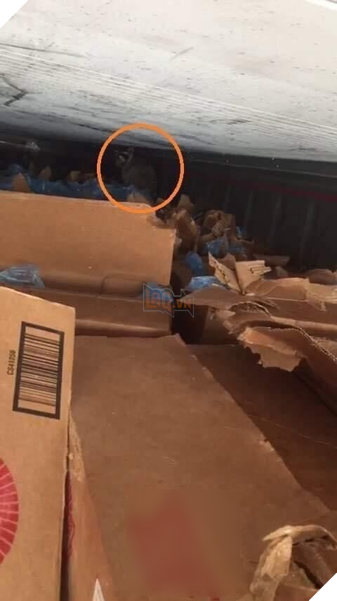  
Nhìn những thùng thịt không nguyên vẹn cũng đoán ra được phần nào. (Ảnh: Voz)