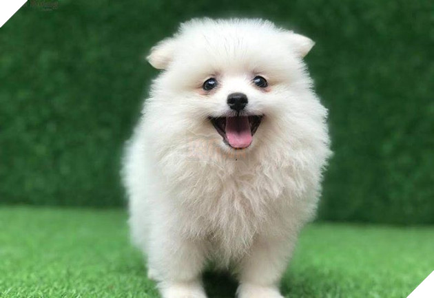 Gửi chó cưng đến cho bà ngoại chăm giúp, chàng trai khi đến thăm liền không cầm được nước mắt