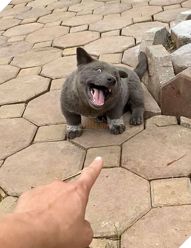 Idol Nguyễn Văn Dúi gây sốc với ngoại hình già nua, béo phệ và lại còn bị xích cổ đáng thương? - Ảnh 1.