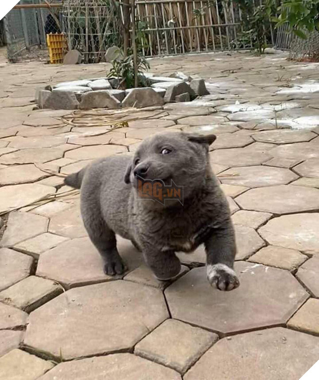 Idol Nguyễn Văn Dúi gây sốc với ngoại hình già nua, béo phệ và lại còn bị xích cổ đáng thương? - Ảnh 2.