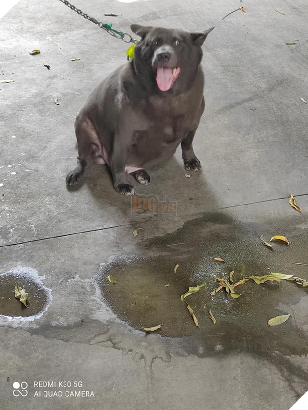 Idol Nguyễn Văn Dúi gây sốc với ngoại hình già nua, béo phệ và lại còn bị xích cổ đáng thương? - Ảnh 4.