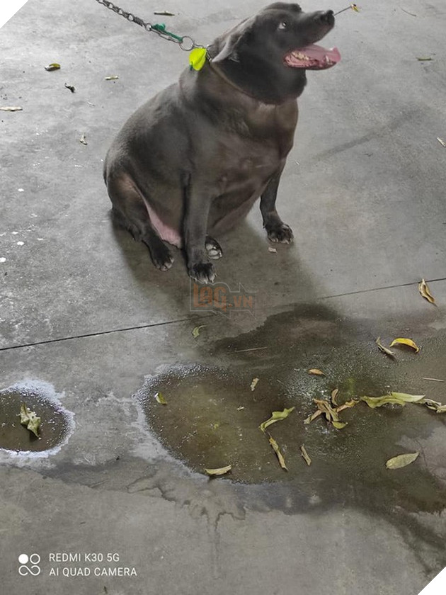 Idol Nguyễn Văn Dúi gây sốc với ngoại hình già nua, béo phệ và lại còn bị xích cổ đáng thương? - Ảnh 5.