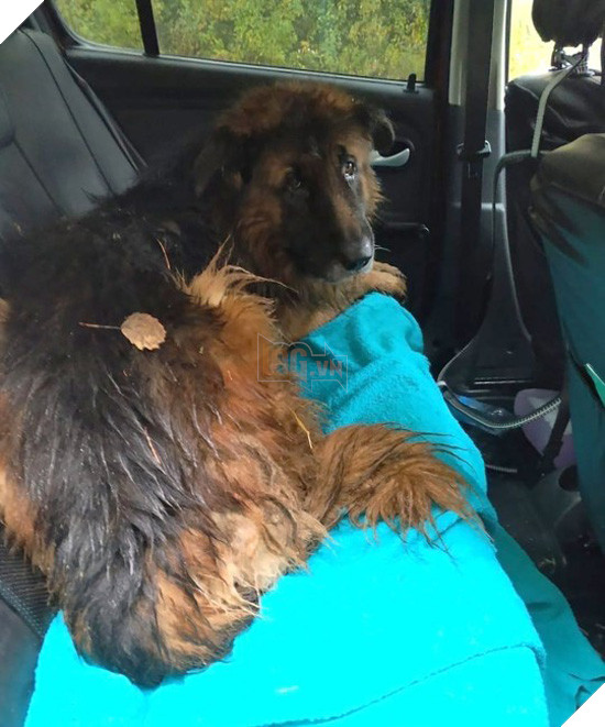 Kiryusha được Olga Lystseva đặt lên ghế sau và chở tới trung tâm cứu hộ chó sau khi thấy nó đi bộ lững thững trên đường cao tốc. Ảnh: Progorod Uhkta