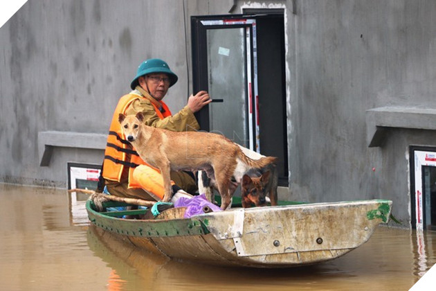  
Những chú chó cưng được người dân gửi gắm đội cứu hộ. (Ảnh: Thanh Niên)