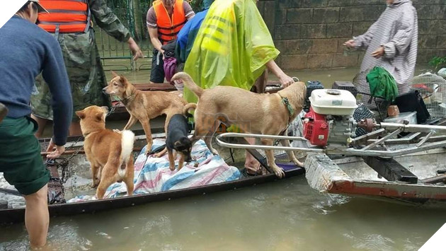  
Thú cưng được người dân mang theo khi chạy lũ. (Ảnh: Quảng Bình)