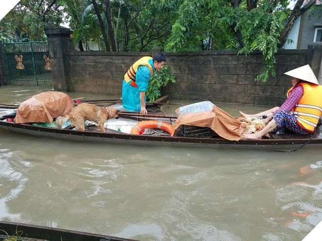  
Vài chú chó đã ướt sũng nhưng vẫn được ưu tiên lên thuyền. (Ảnh: Báo Quảng Bình)