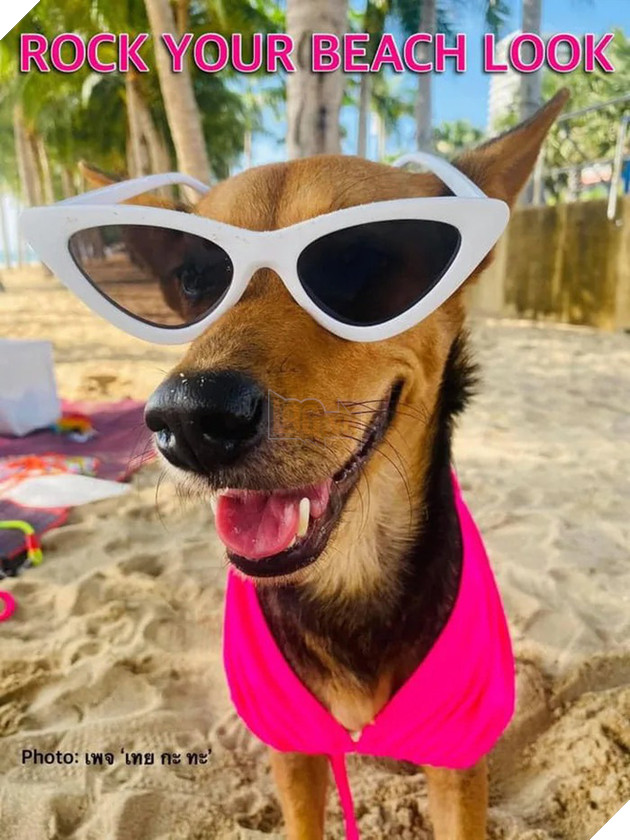 Được thanh niên say xỉn bế nhầm về nhà và nhận nuôi, chú chó hoang một bước thoát cảnh lang thang trở thành hiện tượng mạng - Ảnh 2.