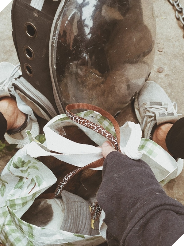  
Người chủ đã vận dụng đủ loại túi, balo để cứu đàn mèo của mình. (Ảnh: FB N.Đ.T)