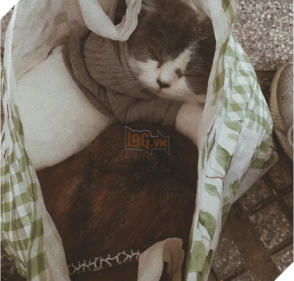  
Có vẻ như lũ mèo chẳng quan tâm gì đến nguy hiểm chúng vừa trải qua. (Ảnh: FB N.Đ.T)