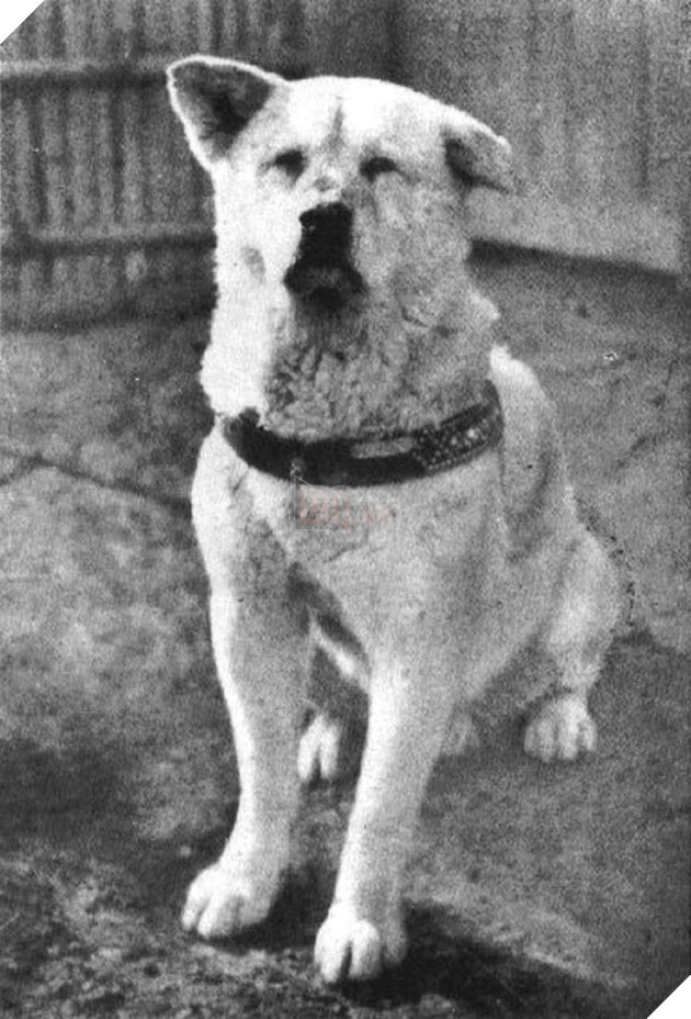 Những bức ảnh hiếm hoi về Hachikō - biểu tượng trung thành của người Nhật khiến người xem cảm tưởng câu chuyện đau lòng ấy đang diễn ra trước mắt - Ảnh 1.