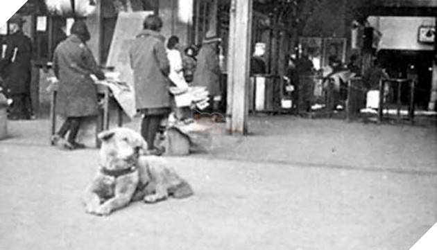 Những bức ảnh hiếm hoi về Hachikō - biểu tượng trung thành của người Nhật khiến người xem cảm tưởng câu chuyện đau lòng ấy đang diễn ra trước mắt - Ảnh 3.