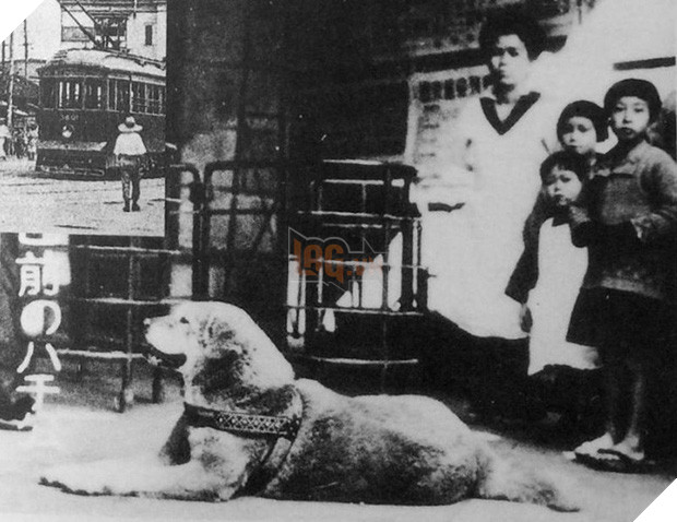 Những bức ảnh hiếm hoi về Hachikō - biểu tượng trung thành của người Nhật khiến người xem cảm tưởng câu chuyện đau lòng ấy đang diễn ra trước mắt - Ảnh 4.