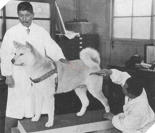 Những bức ảnh hiếm hoi về Hachikō - biểu tượng trung thành của người Nhật khiến người xem cảm tưởng câu chuyện đau lòng ấy đang diễn ra trước mắt - Ảnh 11.