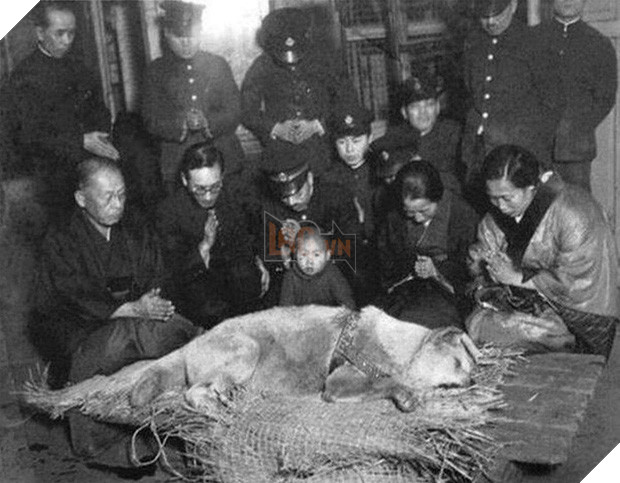 Những bức ảnh hiếm hoi về Hachikō - biểu tượng trung thành của người Nhật khiến người xem cảm tưởng câu chuyện đau lòng ấy đang diễn ra trước mắt - Ảnh 10.