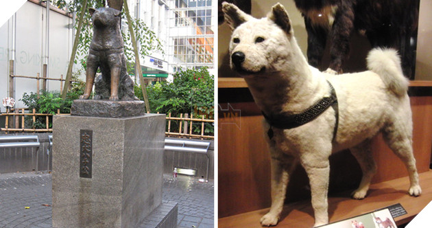 Những bức ảnh hiếm hoi về Hachikō - biểu tượng trung thành của người Nhật khiến người xem cảm tưởng câu chuyện đau lòng ấy đang diễn ra trước mắt - Ảnh 12.