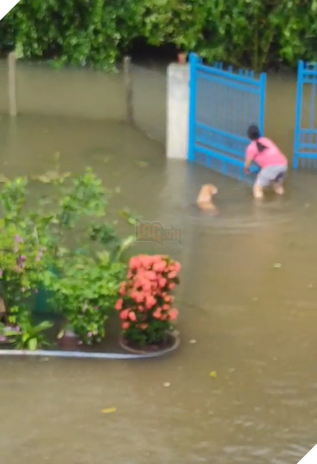 Cảm động chú chó bơi hơn 1 km trong nước lũ miền Trung để tìm chủ - ảnh 1