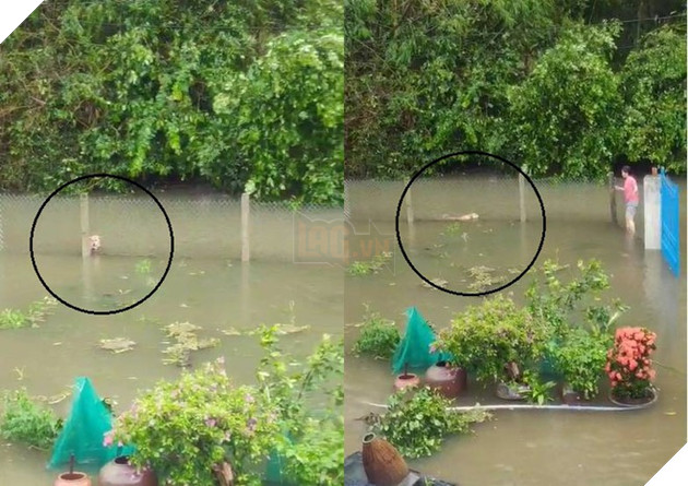 Chú chó lội nước lũ tìm chủ /// Ảnh cắt từ clip