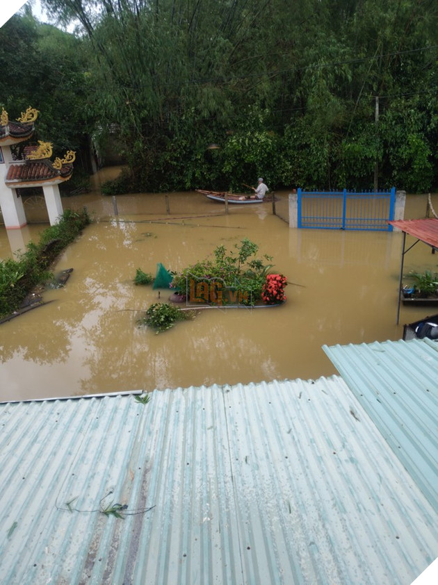 Cảm động chú chó bơi hơn 1 km trong nước lũ miền Trung để tìm chủ - ảnh 2