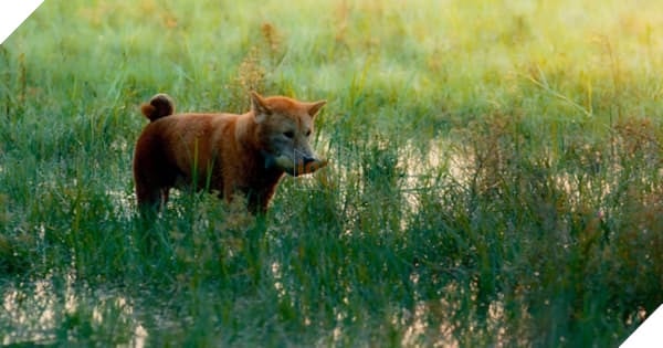  
Cậu Vàng gây chú ý ở những thước phim đầu tiên. (Ảnh cắt từ clip)