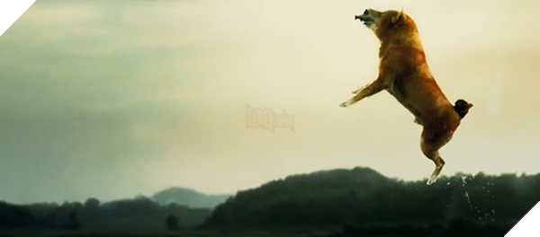  
Chú chó này thực hiện những phân cảnh cần kỹ năng rất tốt. (Ảnh cắt từ clip)