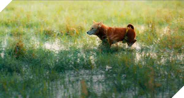  
Hình ảnh đầu tiên của Cậu Vàng đã được hé lộ. (Ảnh cắt từ clip)