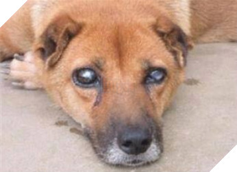 Cảm động chú chó Việt mù lòa vẫn nằm canh mộ chủ suốt 5 năm, cư dân mạng đồng loạt gọi chú là Hachiko Việt Nam 4