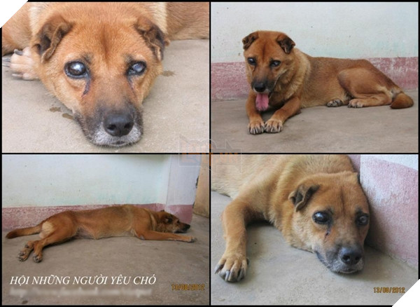 Cảm động chú chó Việt mù lòa vẫn nằm canh mộ chủ suốt 5 năm, cư dân mạng đồng loạt gọi chú là Hachiko Việt Nam