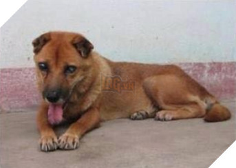 Cảm động chú chó Việt mù lòa vẫn nằm canh mộ chủ suốt 5 năm, cư dân mạng đồng loạt gọi chú là Hachiko Việt Nam 2