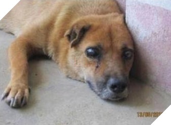 Cảm động chú chó Việt mù lòa vẫn nằm canh mộ chủ suốt 5 năm, cư dân mạng đồng loạt gọi chú là Hachiko Việt Nam 3