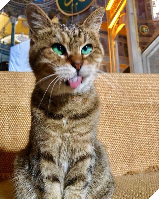 Chuyen ve Gli, co meo noi tieng voi phong thai nu hoang tai Tho Nhi Ky hinh anh 4