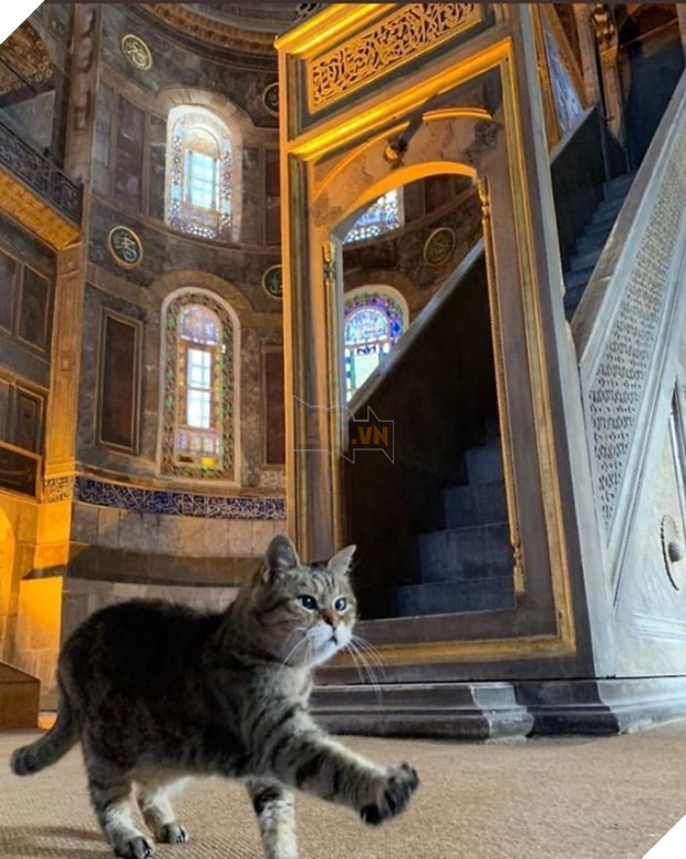 Chuyen ve Gli, co meo noi tieng voi phong thai nu hoang tai Tho Nhi Ky hinh anh 5