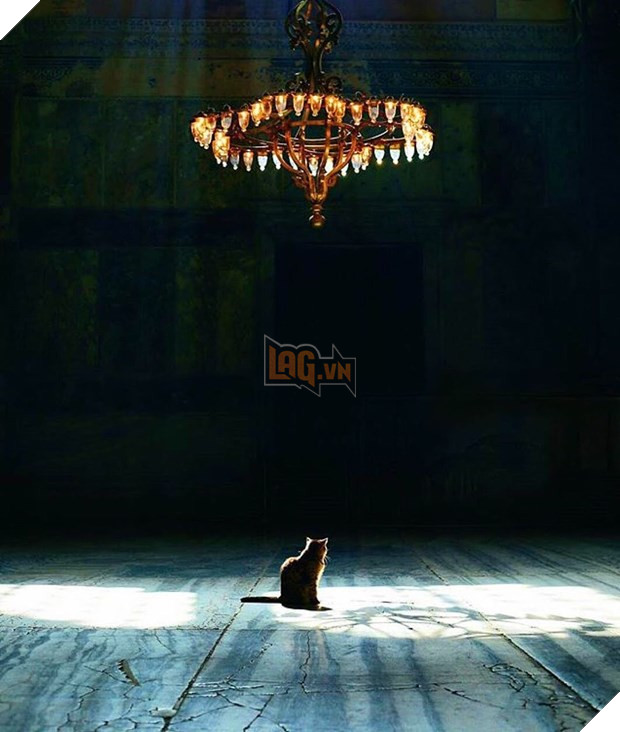 Chuyen ve Gli, co meo noi tieng voi phong thai nu hoang tai Tho Nhi Ky hinh anh 6