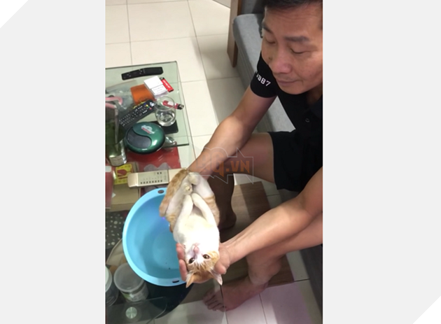 Từng phải ăn sỏi đá, cây dại, cuộc đời chú mèo đóng thế sang trang khi được nhặt về bởi ông nội