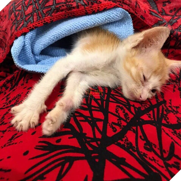 Từng phải ăn sỏi đá, cây dại, cuộc đời chú mèo đóng thế sang trang khi được nhặt về bởi ông nội 2