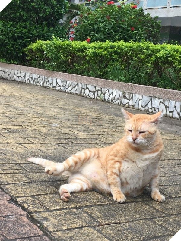 Mèo Béo A Phì lên làm phó hiệu trưởng của trường học tại Đài Loan - Nhiệm vụ chính là ăn, ngủ và phơi bụng cho cả trường yêu thương 2