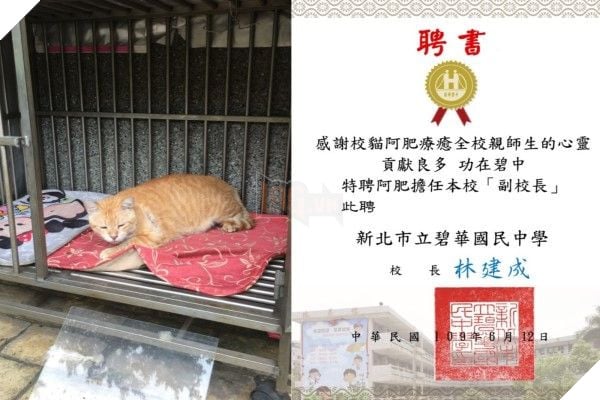 Mèo Béo A Phì lên làm phó hiệu trưởng của trường học tại Đài Loan - Nhiệm vụ chính là ăn, ngủ và phơi bụng cho cả trường yêu thương
