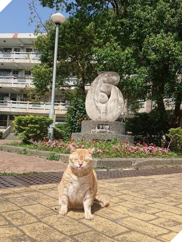 Mèo Béo A Phì lên làm phó hiệu trưởng của trường học tại Đài Loan - Nhiệm vụ chính là ăn, ngủ và phơi bụng cho cả trường yêu thương 7