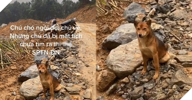 
Đã nhiều ngày trôi qua, chú chó vẫn kiên nhẫn ngồi chờ chủ. (Ảnh: Cắt từ clip)