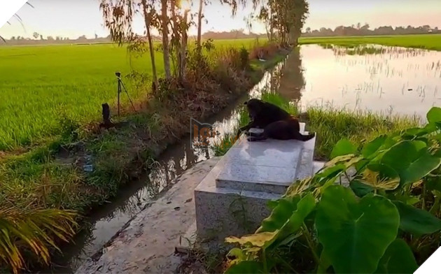 
Chú chó ngồi cạnh mộ chủ ở miền Tây. (Ảnh: Cắt từ clip)