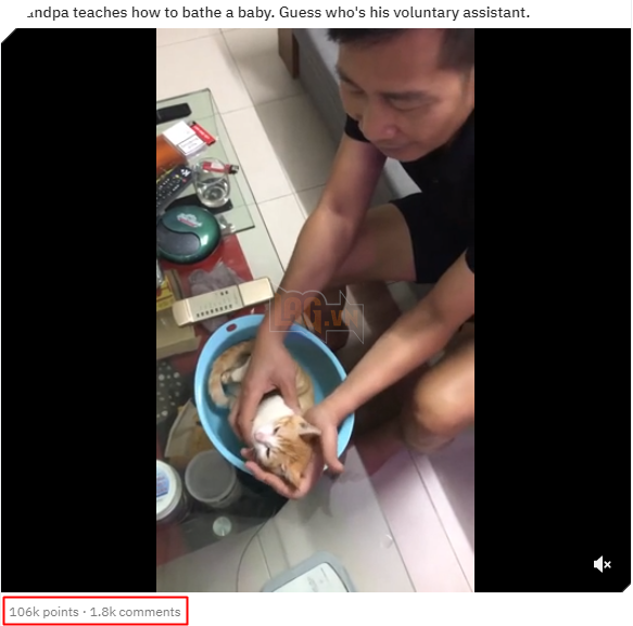  
Nhiều người đã không thể phớt lờ bởi cả ông nội và mèo đều rất đáng yêu. (Ảnh: Chụp màn hình)