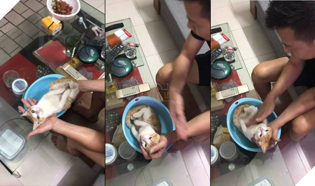  
"Hoàng thượng" nằm im nghe lời khi ông chủ "nhờ" làm diễn viên. (Ảnh: Cắt từ clip)