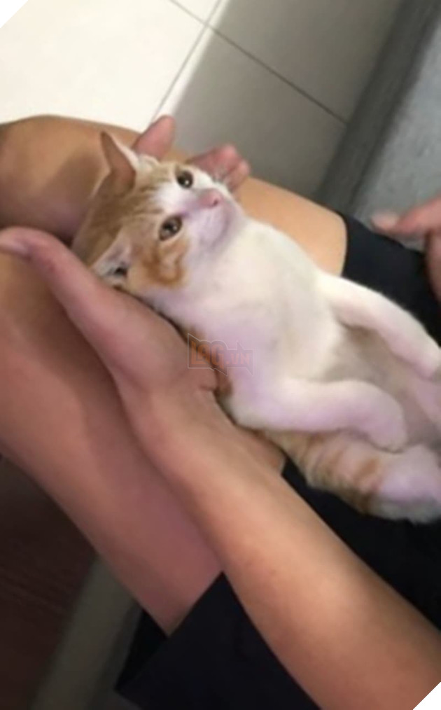  
"Boss" đã rất quen mặt với cư dân mạng thời gian qua. (Ảnh: Chụp màn hình)