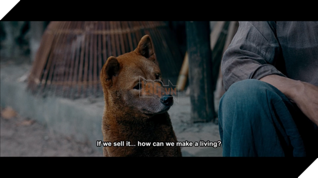 Hé lộ chân dung của Lão Hạc và Cậu Vàng trong phim điện ảnh Cậu Vàng 3