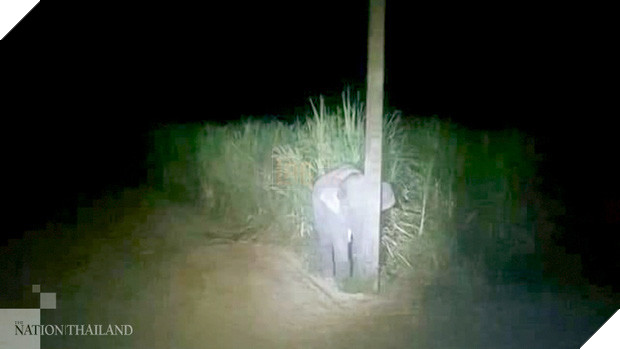 Voi con vào làng trộm mía, bị phát giác nên trốn sau cột điện bé tí hòng qua mắt bà con - Ảnh 1.