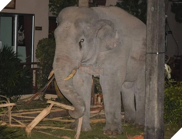 Choáng váng với hình ảnh boss mèo đuổi đánh một con voi đi vào nhà dân để tìm thức ăn 2