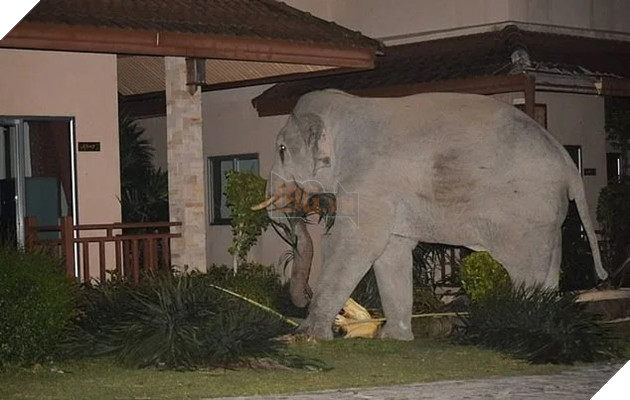 Choáng váng với hình ảnh boss mèo đuổi đánh một con voi đi vào nhà dân để tìm thức ăn 3