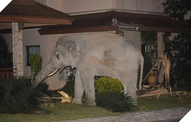 Choáng váng với hình ảnh boss mèo đuổi đánh một con voi đi vào nhà dân để tìm thức ăn 4